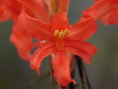 Tritoniopsis burchellii