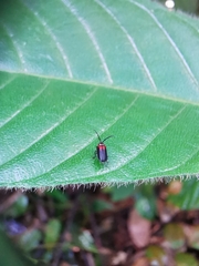 Drilaster latipennis