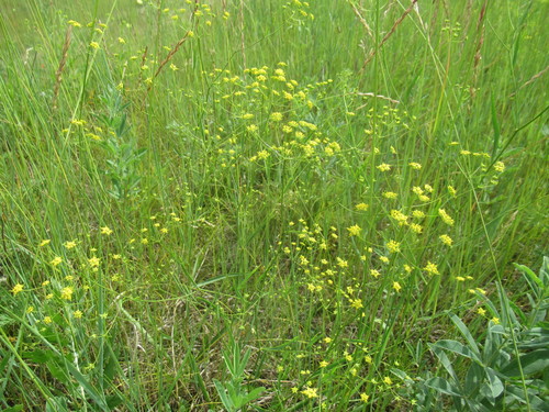 Bupleurum scorzonerifolium iNat (3)
