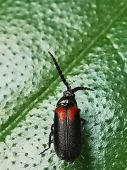 Drilaster latipennis