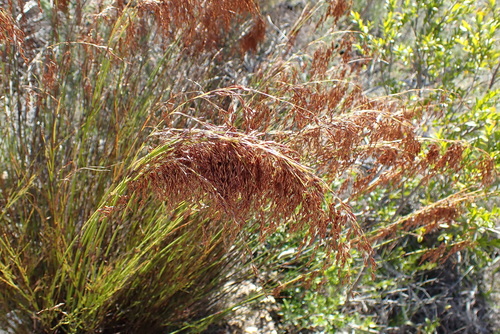Image of Rhodocoma gracilis by no rights reserved
