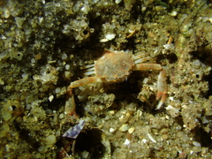 Ebalia intermedia