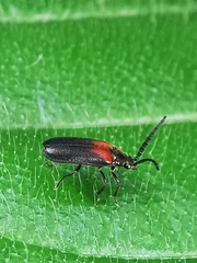 Drilaster latipennis