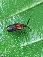 Drilaster latipennis