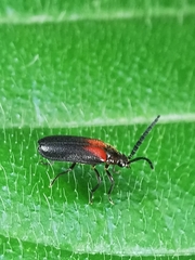 Drilaster latipennis