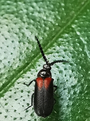 Drilaster latipennis