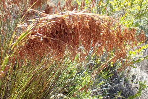 Slender Frayreed (Rhodocoma gracilis)