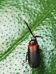 Drilaster latipennis