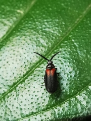 Drilaster latipennis