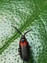Drilaster latipennis