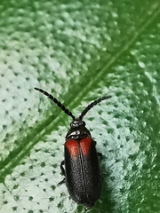 Drilaster latipennis
