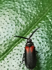 Drilaster latipennis