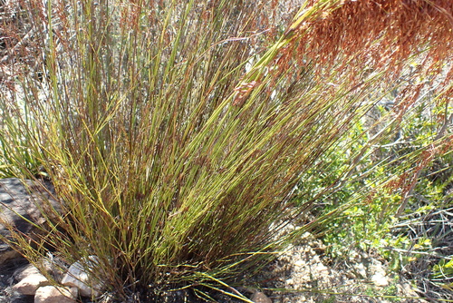 Image of Rhodocoma gracilis by no rights reserved