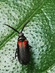 Drilaster latipennis
