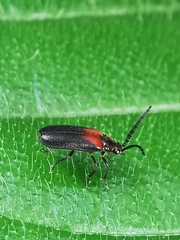 Drilaster latipennis