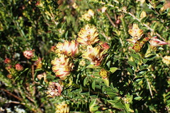 Penaea cneorum gigantea