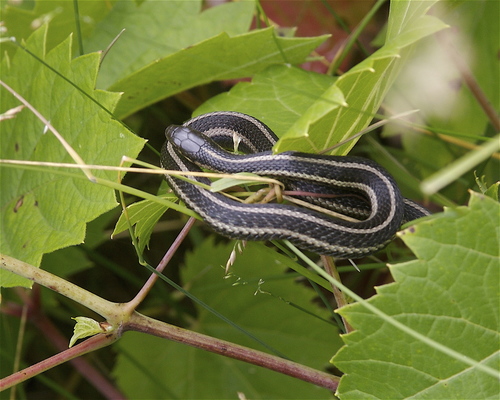 Butler's Garter Snake