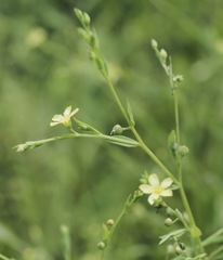Linum striatum