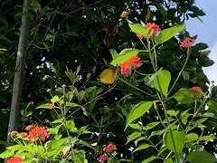 Delias belisama belisama