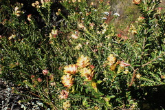 Penaea cneorum gigantea