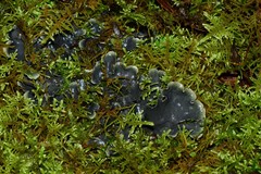 Peltigera dolichorhiza