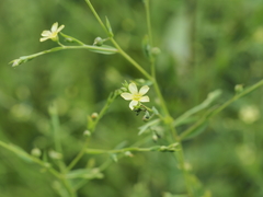 Linum striatum