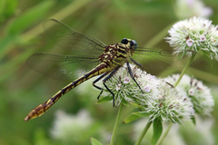 Dromogomphus armatus