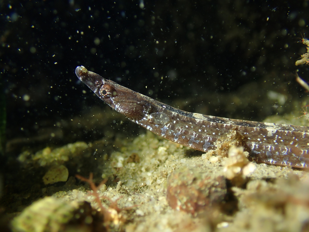 Tail-brooding Pipefishes from Perth WA, Australia on July 10, 2021 at ...