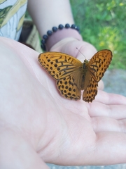 Argynnis paphia