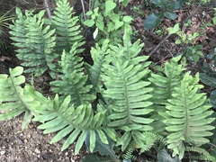 Phlebodium pseudoaureum