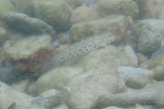 Istigobius