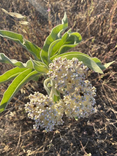 iNaturalist observation photo of woollypod milkweed