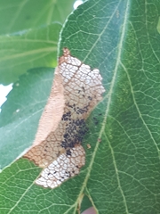 Yponomeuta malinellus