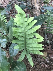 Phlebodium pseudoaureum