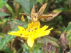 Hesperiinae