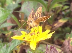Hesperiinae