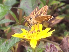 Hesperiinae