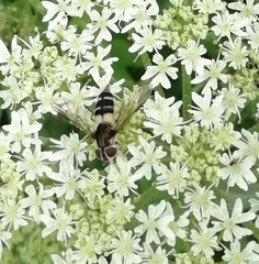 Leucozona laternaria