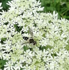Leucozona laternaria