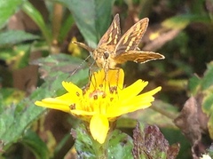 Hesperiinae
