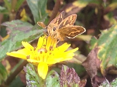 Hesperiinae