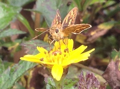 Hesperiinae