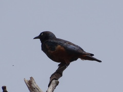 Lamprotornis pulcher