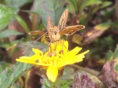 Hesperiinae
