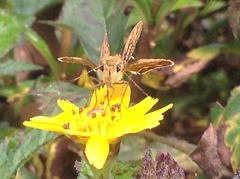 Hesperiinae