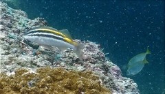 Parupeneus biaculeatus