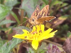 Hesperiinae