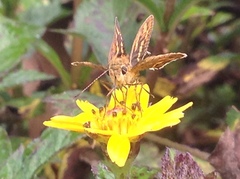 Hesperiinae