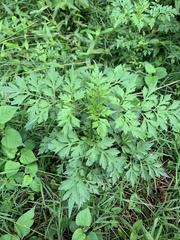 Anthriscus cerefolium