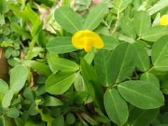Arachis repens